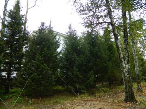 Посадка хвойных крупномеров