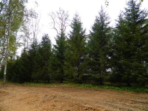 Посадка хвойных крупномеров