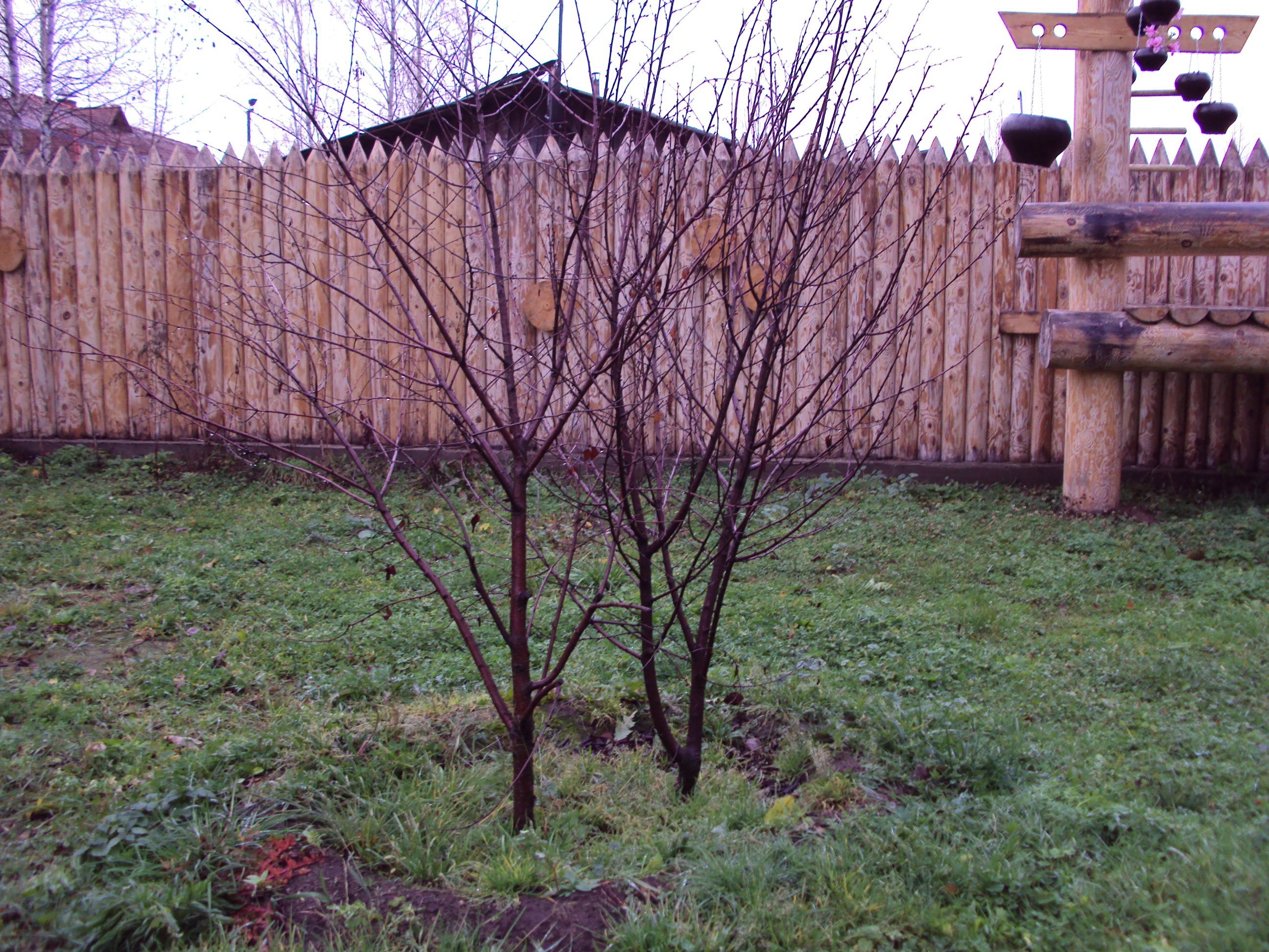 Посадка крупномеров вишни