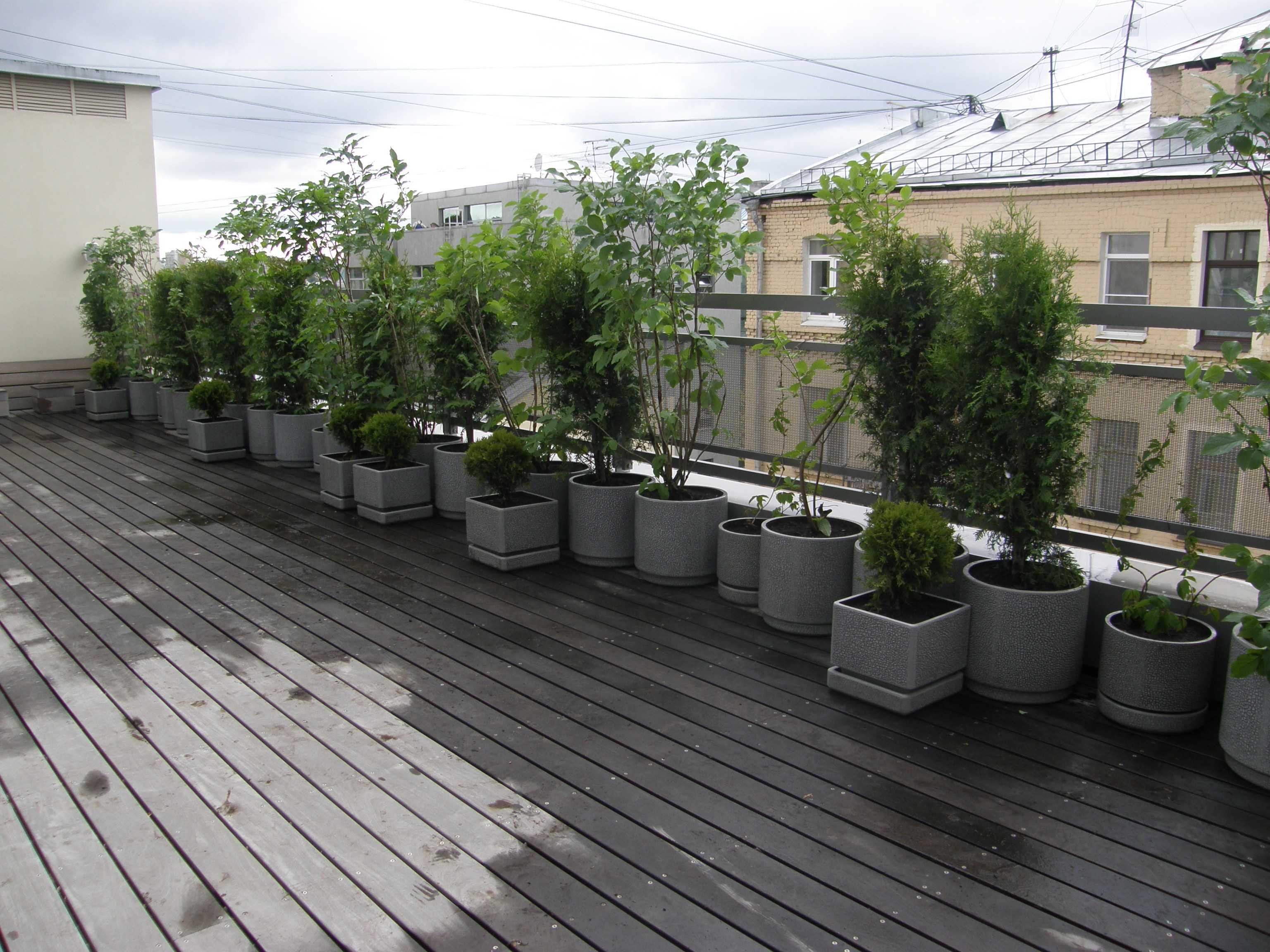 Озеленение крыш