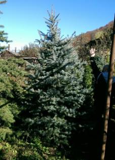 Ель голубая
Высота 3 – 4 метра