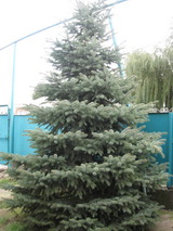 Ель голубая