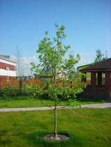 Дуб черешчатый