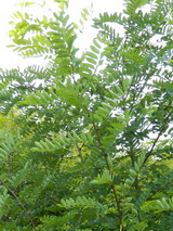 Акация белая