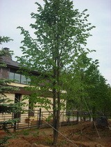 Липа мелколистная от 7 до 8 м