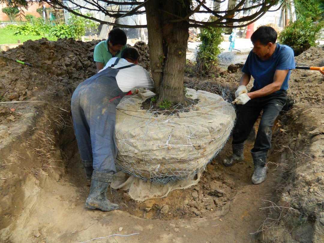 Пересадка деревьев (крупномеров)