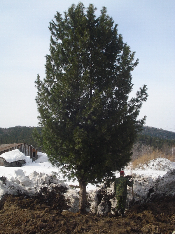 Кедр (сосна кедровая)