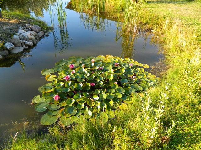 Водоем на участке как отражение стиля