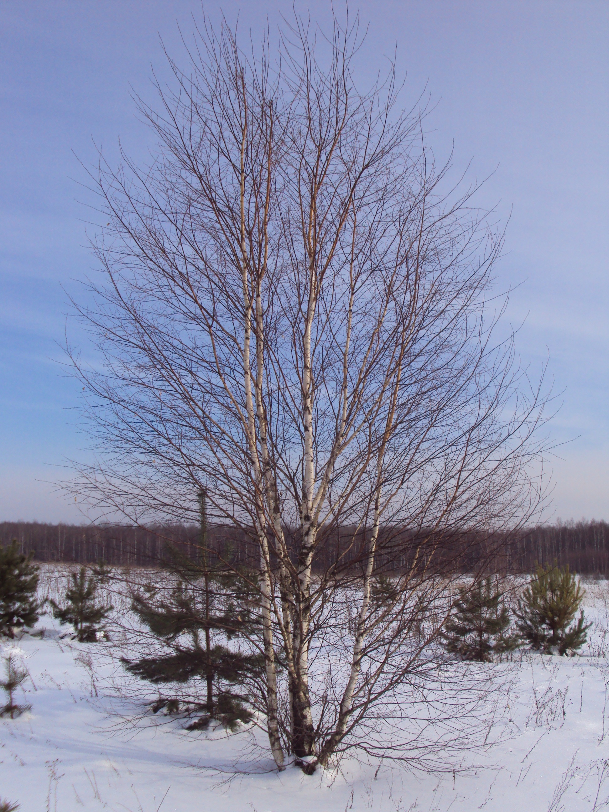 Береза обыкновенная от 8 до 10 м