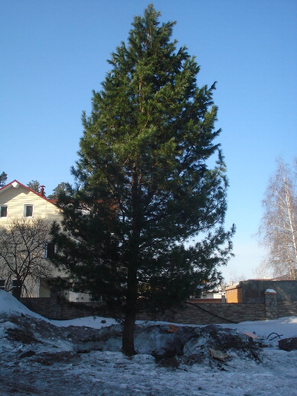 Кедр (сосна кедровая) от 10 до 12 м