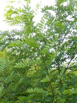 Акация белая