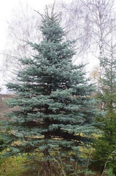 Ель голубая высота 7 – 8 метров